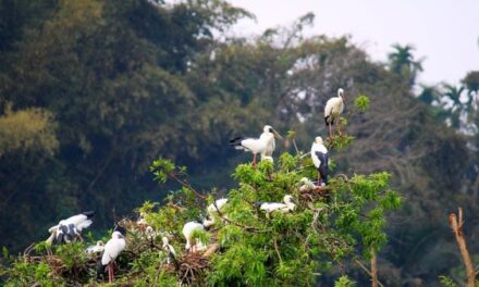 Bird Sanctuary Mysore